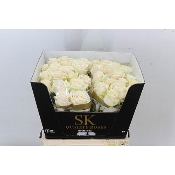 Rose Gr Avalanche plus Lovely 60cm A1 (Valentine Pre Order)