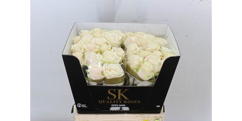Rose Gr Avalanche plus Lovely 60cm A1 (Valentine Pre Order)