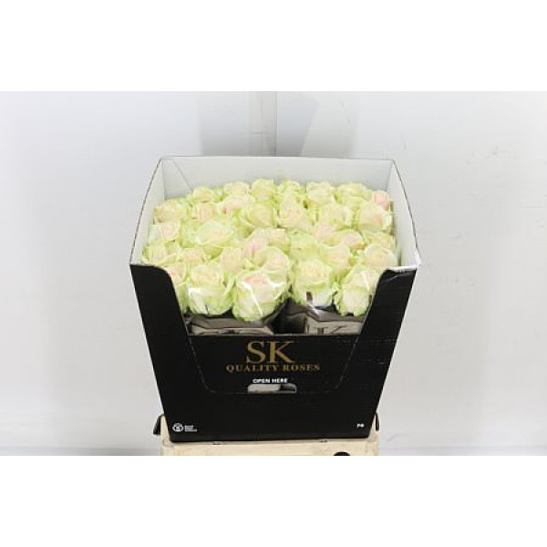 Rose Gr Avalanche plus Lovely 70cm A1 (Valentine Pre Order)