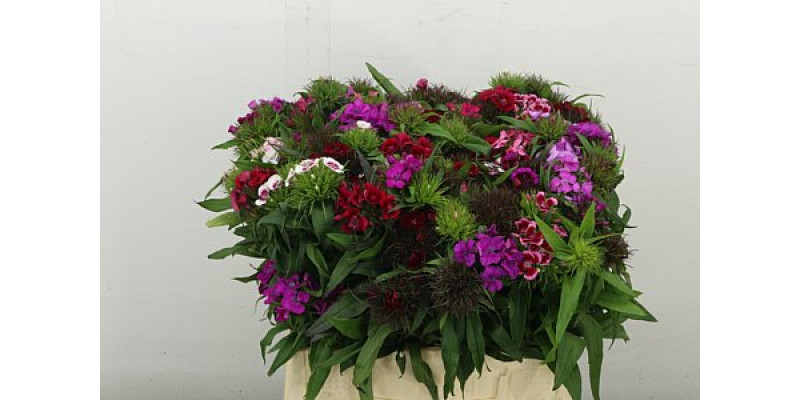 Dianthus Barb Gem Bos 40 cm A1
