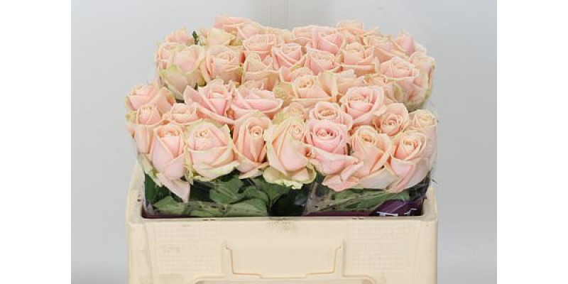 Rose Gr Pearl Avalanche 50cm A1 (Valentine Pre Order)