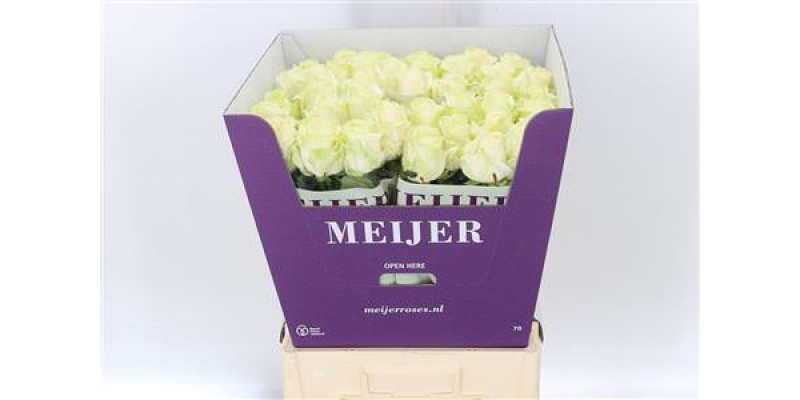 Rose Gr Four Seasons plus 70cm A1 (Valentine Pre Order)