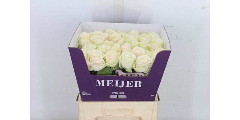 Rose Gr Dorchester plus 60cm A1 (Valentine Pre Order)