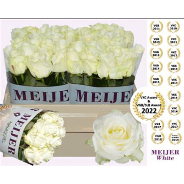Rose Gr Avalanche plus Meijer 50cm A1 (Valentine Pre Order)