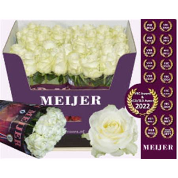 Rose Gr Avalanche plus Meijer 70cm A1 (Valentine Pre Order)