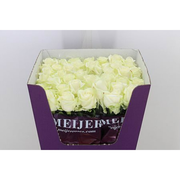 Rose Gr Avalanche plus Meijer 80cm A1 (Valentine Pre Order)