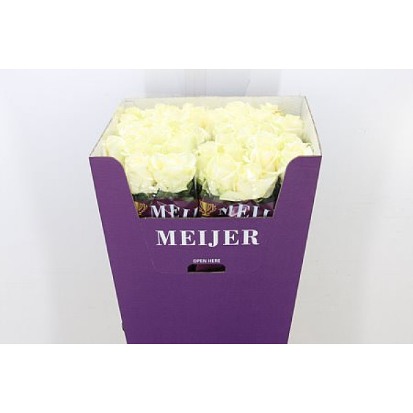 Rose Gr Avalanche plus Meijer 90cm A1 (Valentine Pre Order)