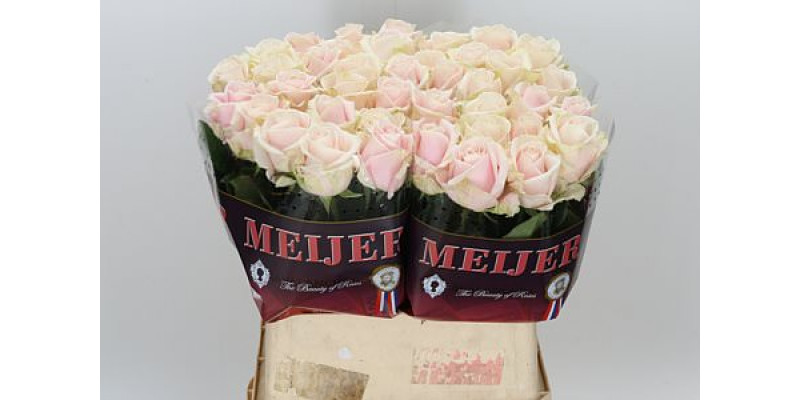 Rose Gr Sweet Avalanche 80cm A1 (Valentine Pre Order)