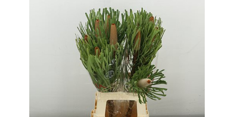 Banksia Hookeriana 70 cm A1