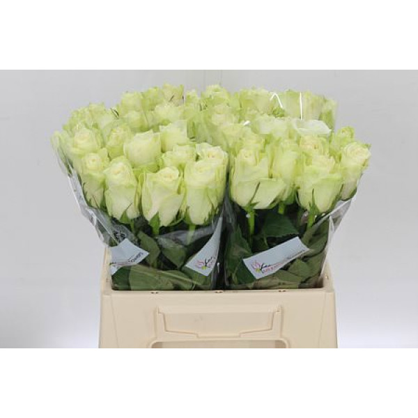 Rose Gr Athena 40cm A1 (Valentine Pre Order)