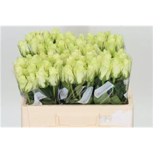 Rose Gr Athena 50cm A1 (Valentine Pre Order)