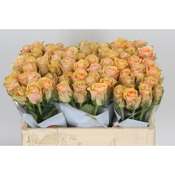 Rose Gr Alchemy 50cm A1 (Valentine Pre Order)
