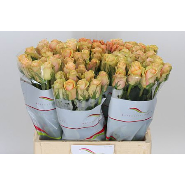 Rose Gr Alchemy 60cm A1 (Valentine Pre Order)