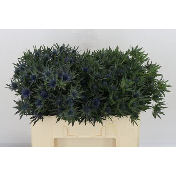 Eryn Orion 50cm A1 (Valentine Pre Order)