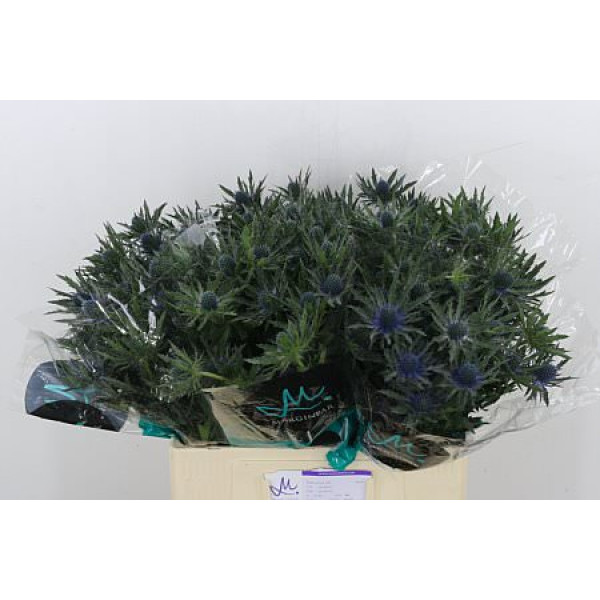 Eryn Orion 60cm A1 (Valentine Pre Order)