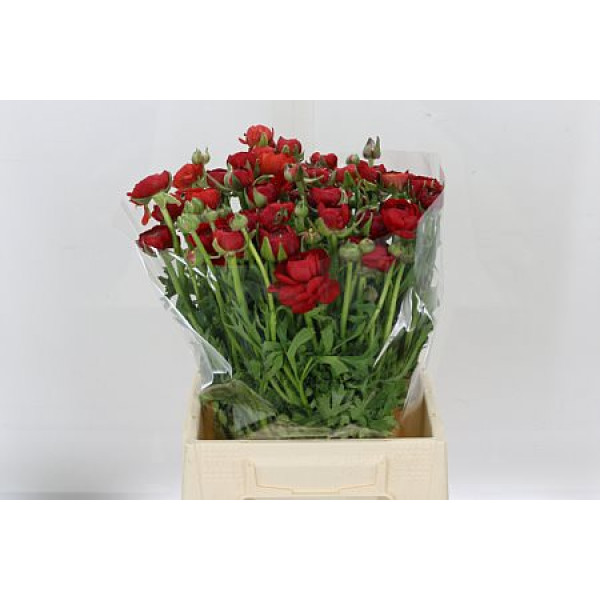 Ranunculus El Red 45cm A1 (Valentine Pre Order)