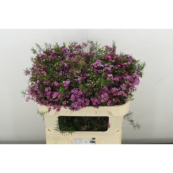 Chame Emma 70 cm A1