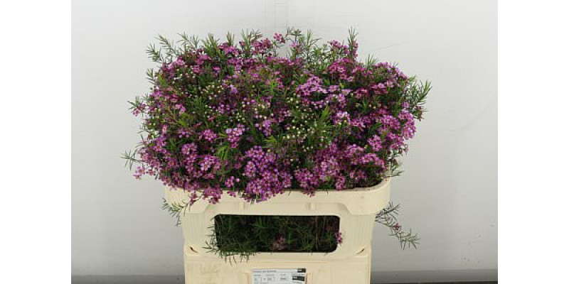 Chame Emma 70 cm A1