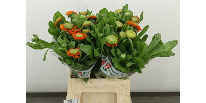 Calend Green Spot Orange 45 cm A1