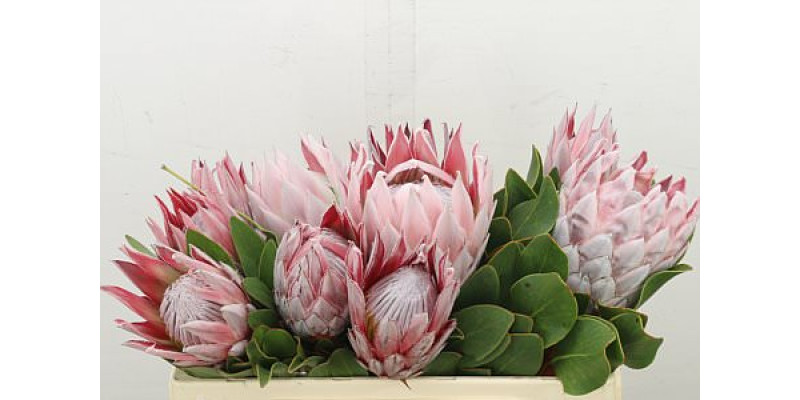 Protea Cynaroides 50 cm A1