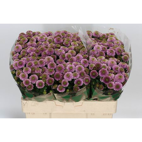 Chrysanthemums S Doria 55cm (Valentine Pre Order)