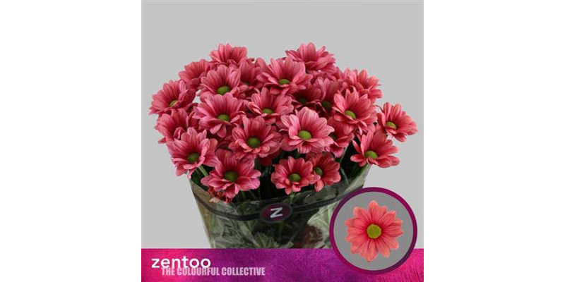 Chrysanthemums T Baller Cherry 70cm A1 (Valentine Pre Order)