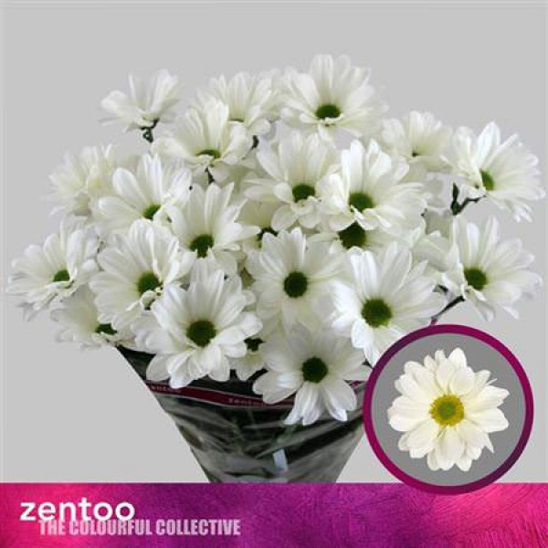 Chrysanthemums T Babe Bianco 70cm A1 (Valentine Pre Order)