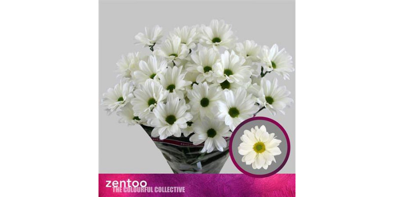 Chrysanthemums T Babe Bianco 70cm A1 (Valentine Pre Order)