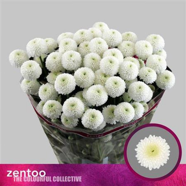 Chrysanthemums T Newton 65cm A1 (Valentine Pre Order)