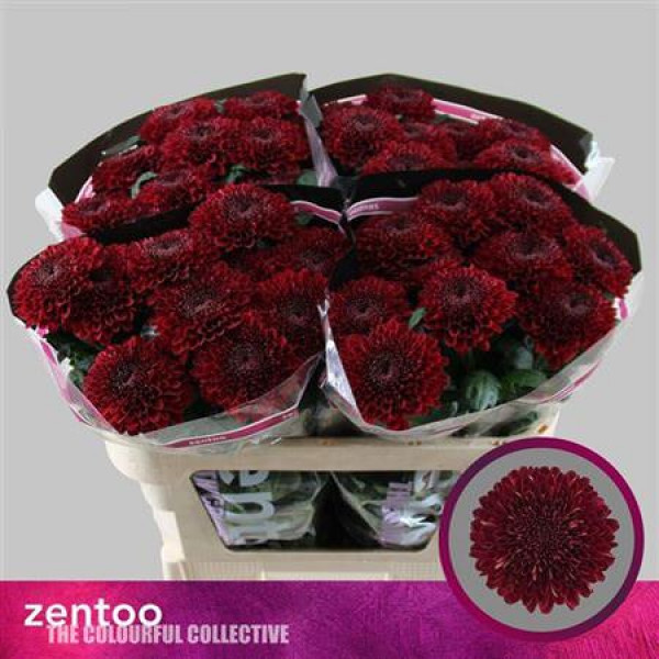 Chrysanthemums G Parker Red 70cm A1 (Valentine Pre Order)