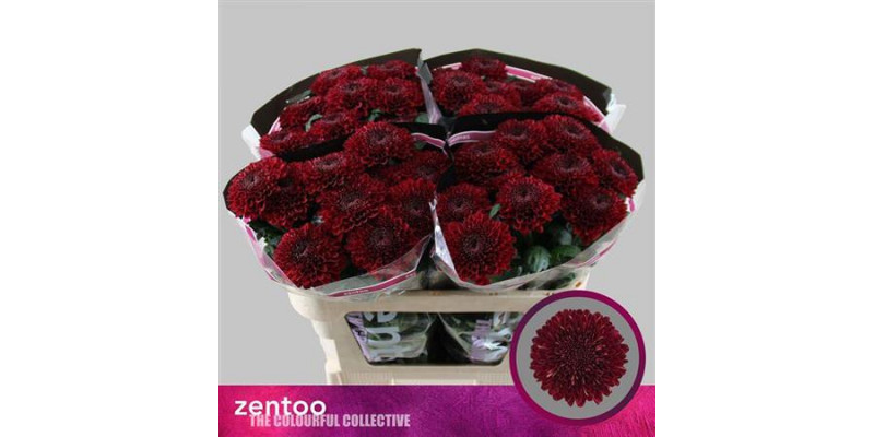 Chrysanthemums G Parker Red 70cm A1 (Valentine Pre Order)