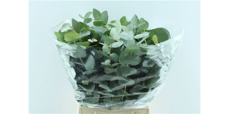 Euc Cin 150gr Short 50cm (Valentine Pre Order)