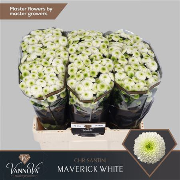 Chrysanthemums S Maverick 55cm (Valentine Pre Order)