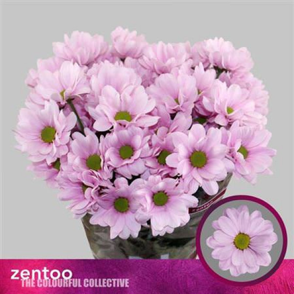 Chrysanthemums T Precious 70cm A1 (Valentine Pre Order)