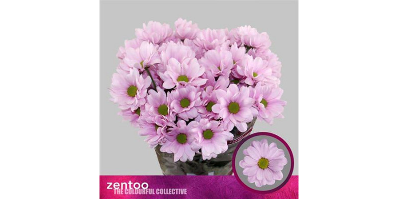 Chrysanthemums T Precious 70cm A1 (Valentine Pre Order)