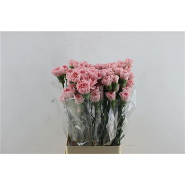 Dianthus St Nahema 70cm A1 (Valentine Pre Order)