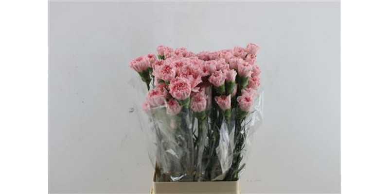 Dianthus St Nahema 70cm A1 (Valentine Pre Order)